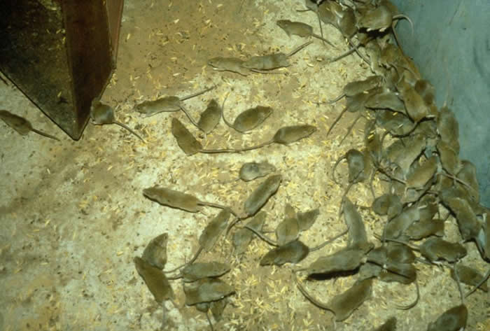 密集恐惧慎入!澳洲遭上万老鼠恐怖袭击