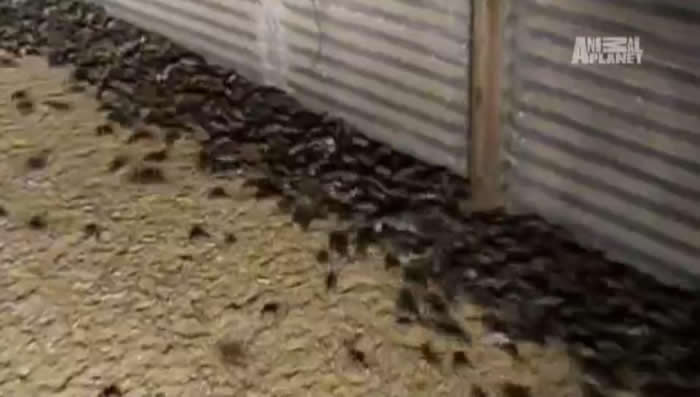 密集恐惧慎入!澳洲遭上万老鼠恐怖袭击