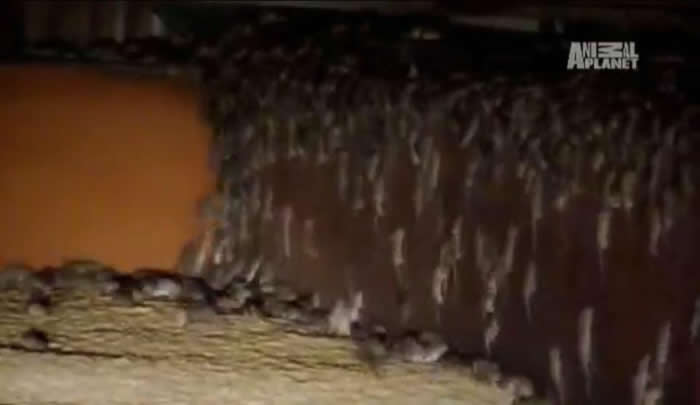 密集恐惧慎入!澳洲遭上万老鼠恐怖袭击