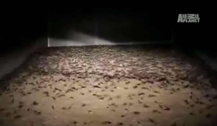 密集恐惧慎入!澳洲遭上万老鼠恐怖袭击