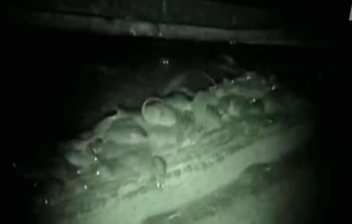 密集恐惧慎入!澳洲遭上万老鼠恐怖袭击