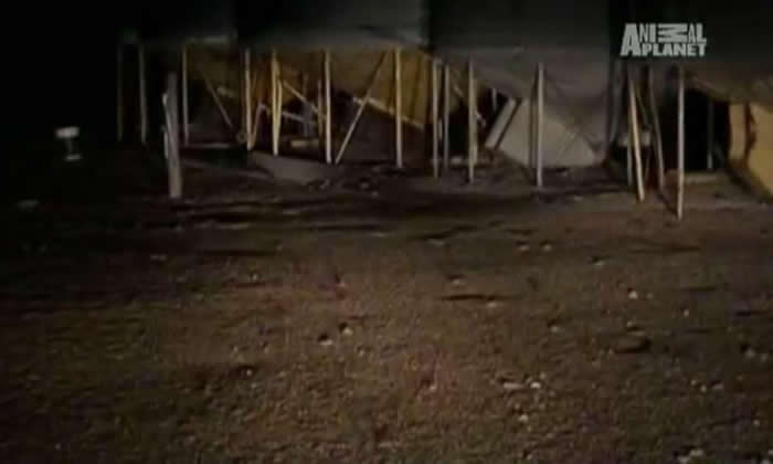 密集恐惧慎入!澳洲遭上万老鼠恐怖袭击