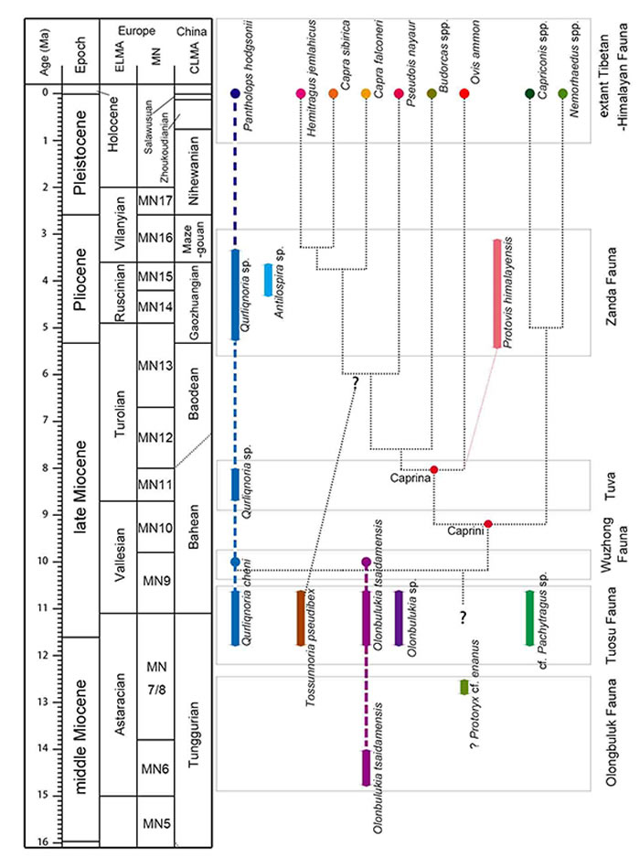 现代羊亚科及基干类群在青藏高原周边的演化关系(王世骐供图)