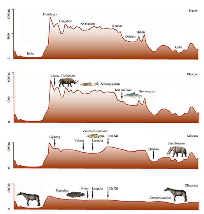 古生物证据推演的渐新世至现代青藏高原南北向高度剖面(邓涛 供图)