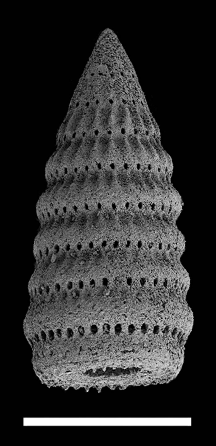 雅鲁藏布江缝合带新发现的放射虫化石见证青藏高原从汪洋大海到世界屋脊