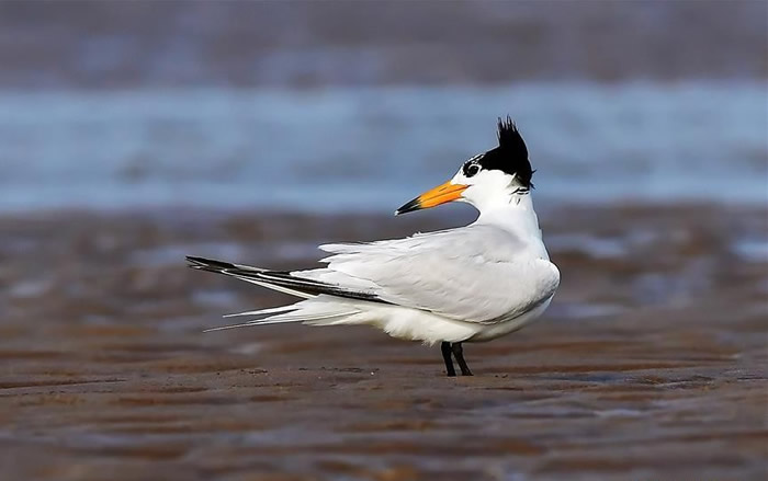 ����֮���л���ͷ��Ÿ���㽭�ҵ��ɳ���102ֻ �����ӹ��������