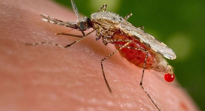 亚洲斯氏按蚊(Anopheles stephensi,疟蚊属)有史以来第二次出现在非洲大陆