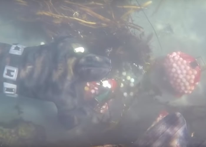 美国加州海底铺满高尔夫球 少女为救海洋2年打捞5万颗