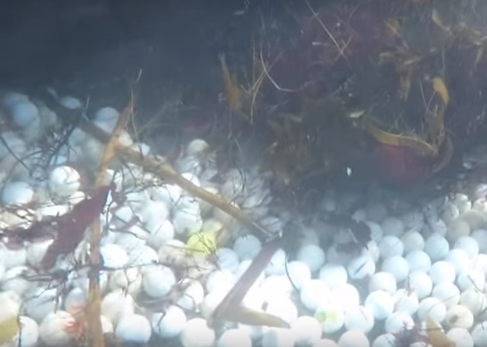 美国加州海底铺满高尔夫球 少女为救海洋2年打捞5万颗