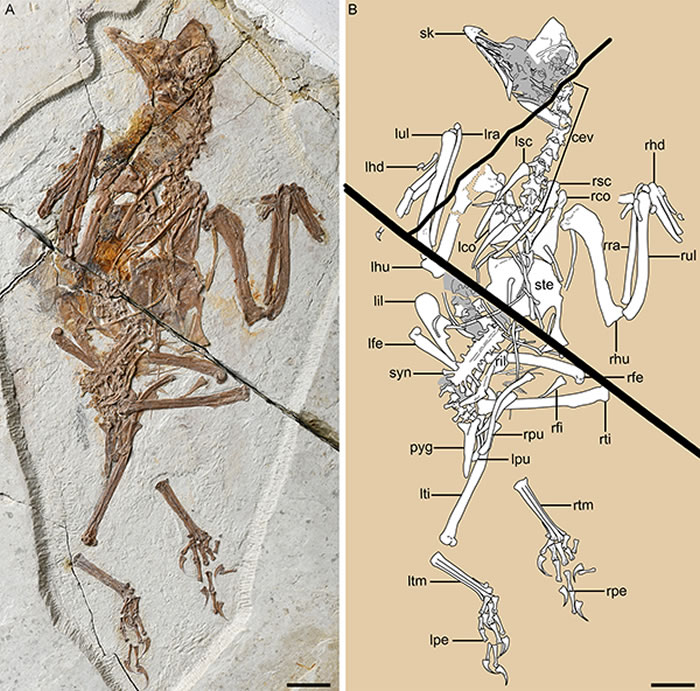 纤细上羊鸟正型(王敏供图)