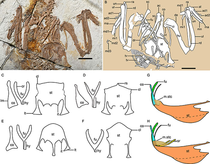 原始鸟类胸骨前外侧突的发育情况,以及胸喙肌附着位置的变化。(王敏供图)