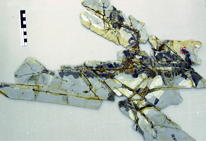 羽毛分子演化的化石直接证据:侏罗纪近鸟龙不会飞