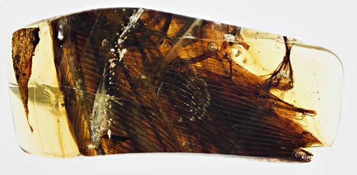 琥珀中的飞羽(摄影/邢立达)