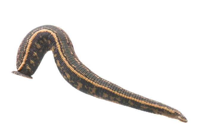 欧洲在1800年代由于对水蛭的高度需求导致其濒危,数条出口禁令也应运而生,被视为部分最早的野生动物保育措施。 而今两种医蛭的全球贸易受到管制。 PHOTOGRA