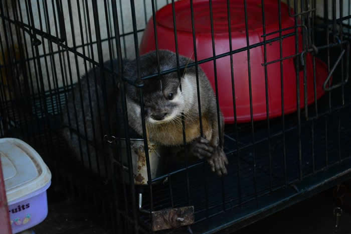 饲养水獭需要专门的饮食以维持健康。 图中这只叫做欧菲莉亚(Ophelia)的水獭被喂以狗饲料及关在狭小笼舍,已经过于肥胖。 PHOTOGRAPH COURTES