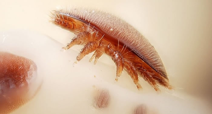 最新研究显示“蜜蜂杀手”瓦螨的主要食物不是血淋巴而是脂肪体