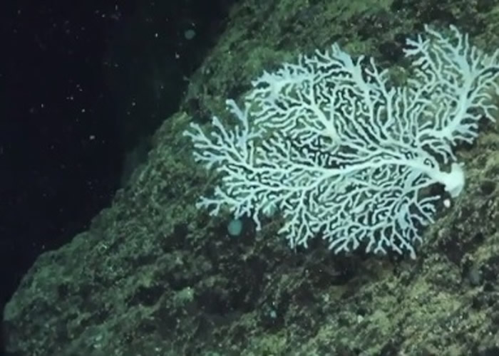 ��˹�������ɼ����µĺ������� �������ֺ�ɺ��