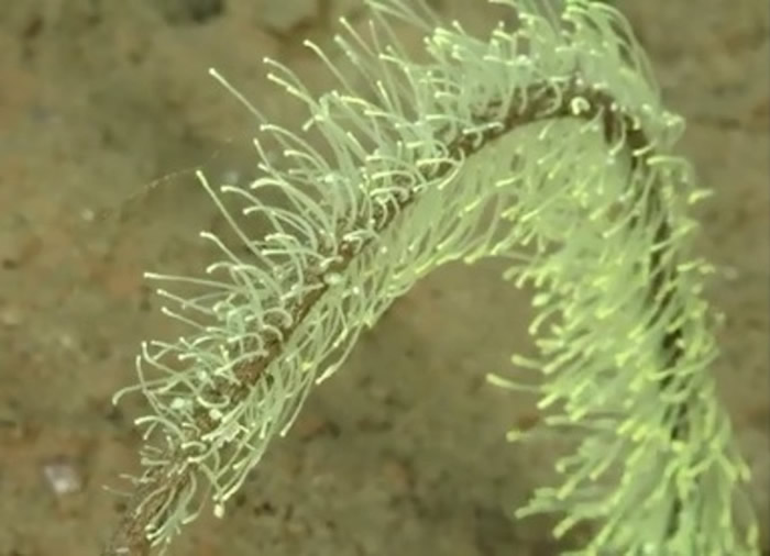 ��˹�������ɼ����µĺ������� �������ֺ�ɺ��