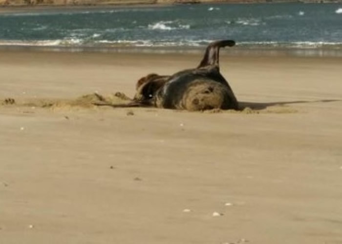 ���淢�֣��������������ű��ں����к�ʨ��Ƭ��USB������