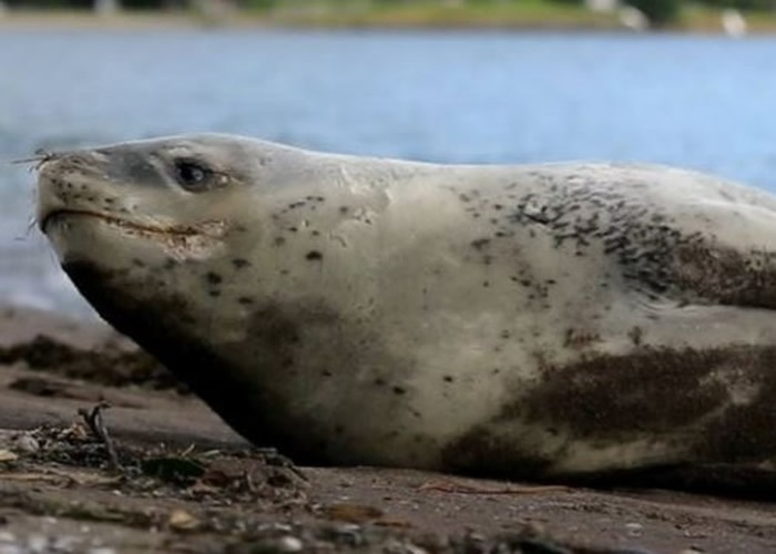 ���淢�֣��������������ű��ں����к�ʨ��Ƭ��USB������