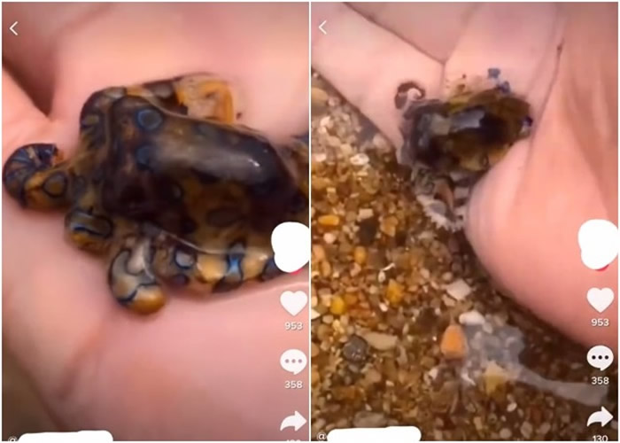 中国游客在澳洲达尔文海滩把玩剧毒蓝环章鱼 网民:把死神握在手中