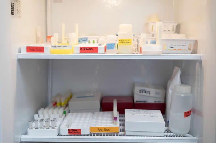 �ڻ�ʢ������ʷ��ɭ����Ҷ���԰���ﱣ���о�Ժ��Ӫ����ѧ�������ʨ��Ϭţ���������������֭��Ʒ���ڷ����䶳���С� PHOTOGRAPH BY REBECCA H