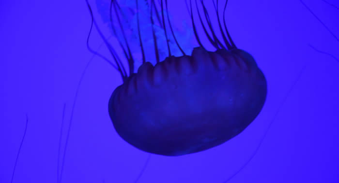 生活在日本海三一海湾的海洋蠕虫和水母带有具有强抗肿瘤和抗菌特性的化合物