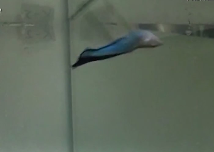 裂唇鱼之后会做出反肚游泳等异常动作,似乎是在确认镜中的是否自己。