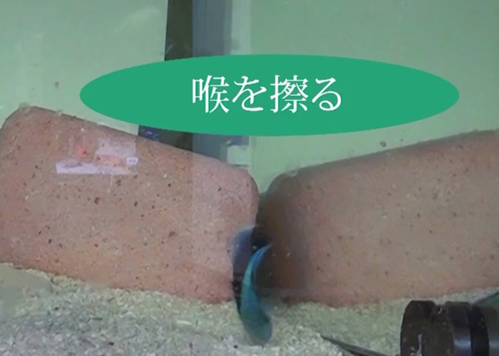 裂唇鱼在镜中看到下颚有污点后,会尝试用沙石清除。