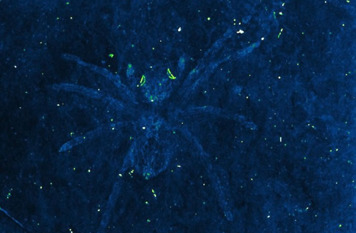 韩国Namhae地区下白垩统晋州组发现眼睛仍能反射光线的蜘蛛化石