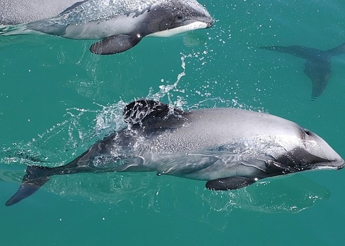 ë������Ϊ���پ��ֶ��