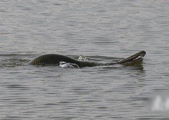 �����а��ƺ���԰ˮ�򴺽��ڼ䴫���й����û��