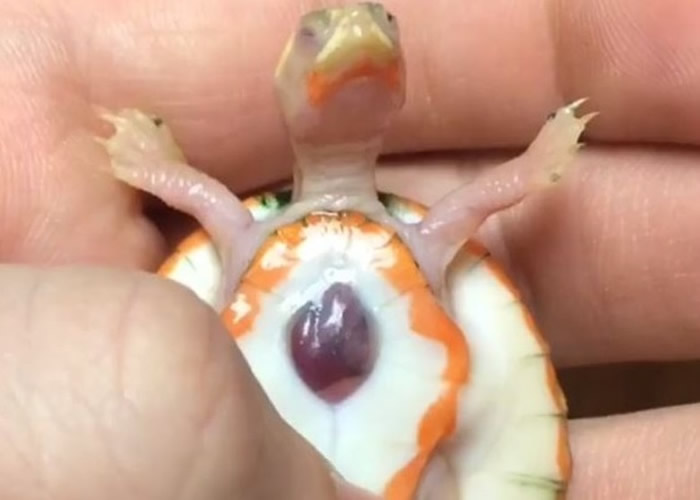 �����������������������а׻�֢��С�� ��������¶