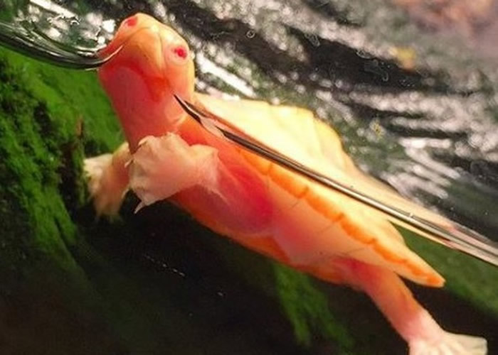 �����������������������а׻�֢��С�� ��������¶