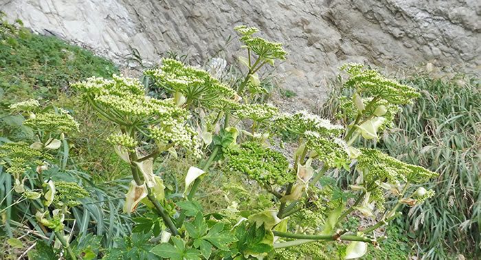 研究人员发现日本国草之一“明日叶”含有可延缓衰老的物质