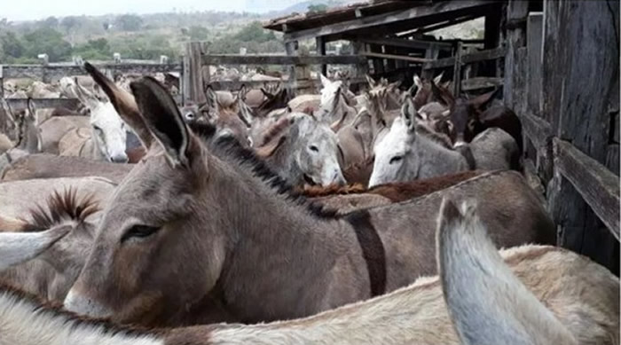在巴西农场里等待着被宰的驴群