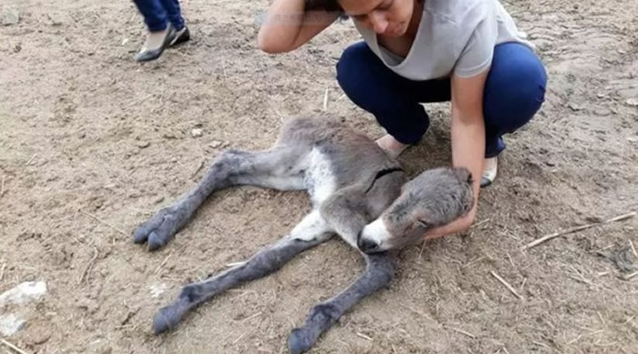 一头已经饿得奄奄一息的驴子