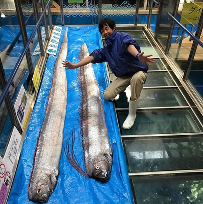 地震和海啸前兆?日本河口躺3.4公尺深海大王乌贼 环太平洋皇带鱼频频上岸