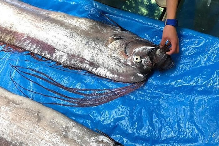 地震和海啸前兆?日本河口躺3.4公尺深海大王乌贼 环太平洋皇带鱼频频上岸