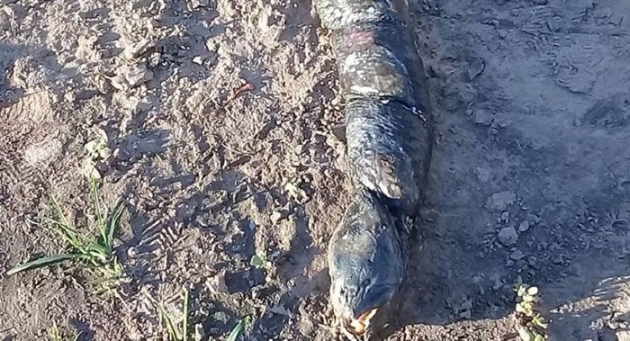 美国泥鱼(弓鳍鱼)还是美洲肺鱼?阿根廷稻田发现长着像人类牙齿的不明生物