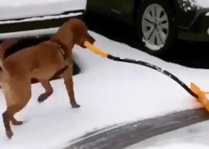 美国麻省拉布拉多犬“亲口”帮主人铲雪 网民大赞感自愧不如