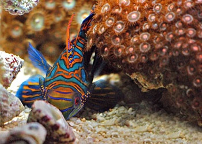 ͼΪ��ɫ����ͬ�����֡�