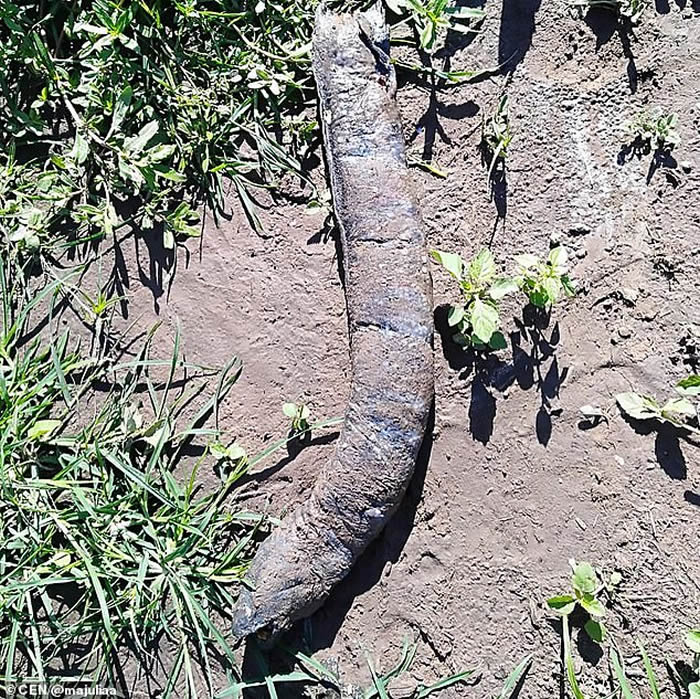 阿根廷女子在田里泥土上发现长着人类牙齿的怪物 专家称:美洲肺鱼