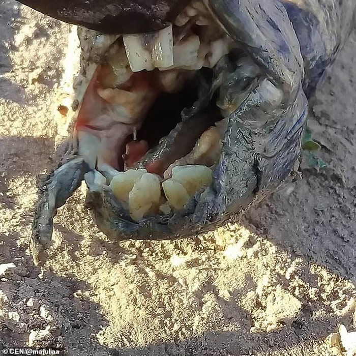 阿根廷女子在田里泥土上发现长着人类牙齿的怪物 专家称:美洲肺鱼
