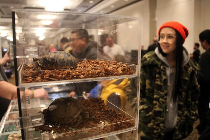 �᳡չ����ʽ�����������ද��������ࡣ