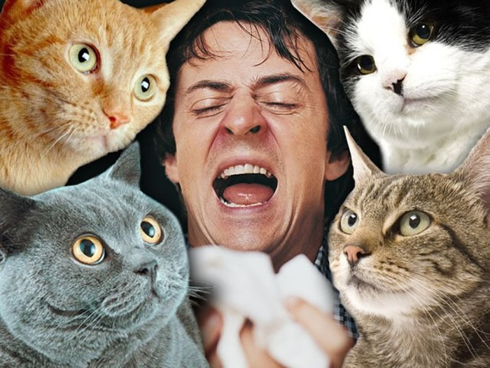 《PLOS ONE》:英国研究发现原来猫的性格跟主人的性格有关联