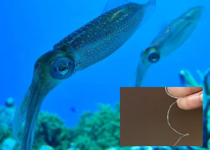 鱿鱼的“SRT”蛋白质可加工成纤维和薄膜。