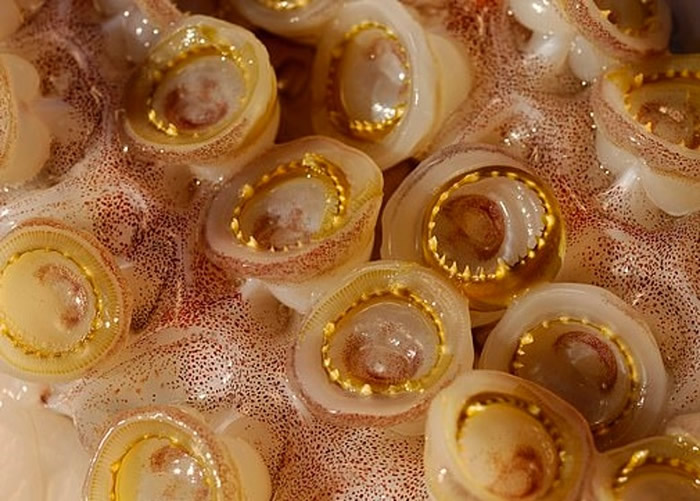 研究人员发现鱿鱼吸盘内的“牙齿”由一种名为“SRT”的蛋白质构成。