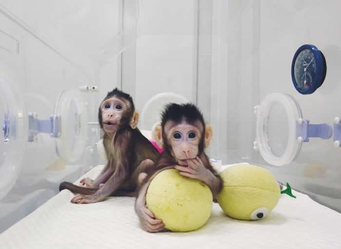 科技部基础研究管理中心发布“2018年度中国科学十大进展”:克隆猴入选