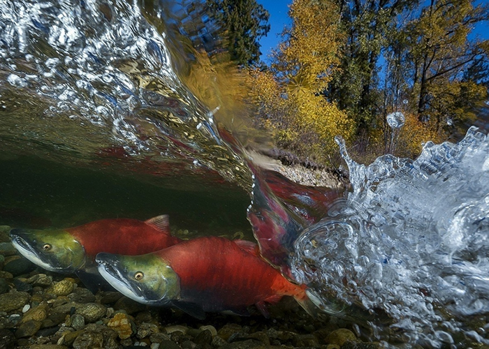 吴永森以三文鱼洄游的作品,在广角项目中得到冠军。